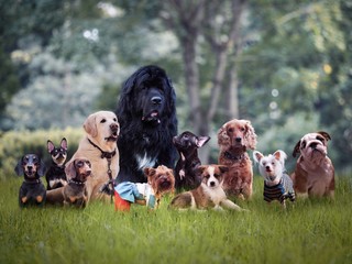 Divers races de chien